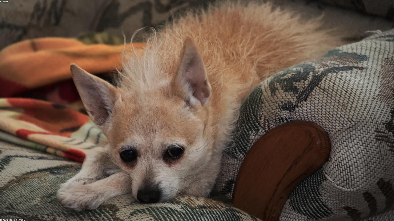 Pet Services scheduling operations and client experience